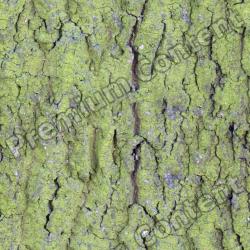 Seamless Tree Bark